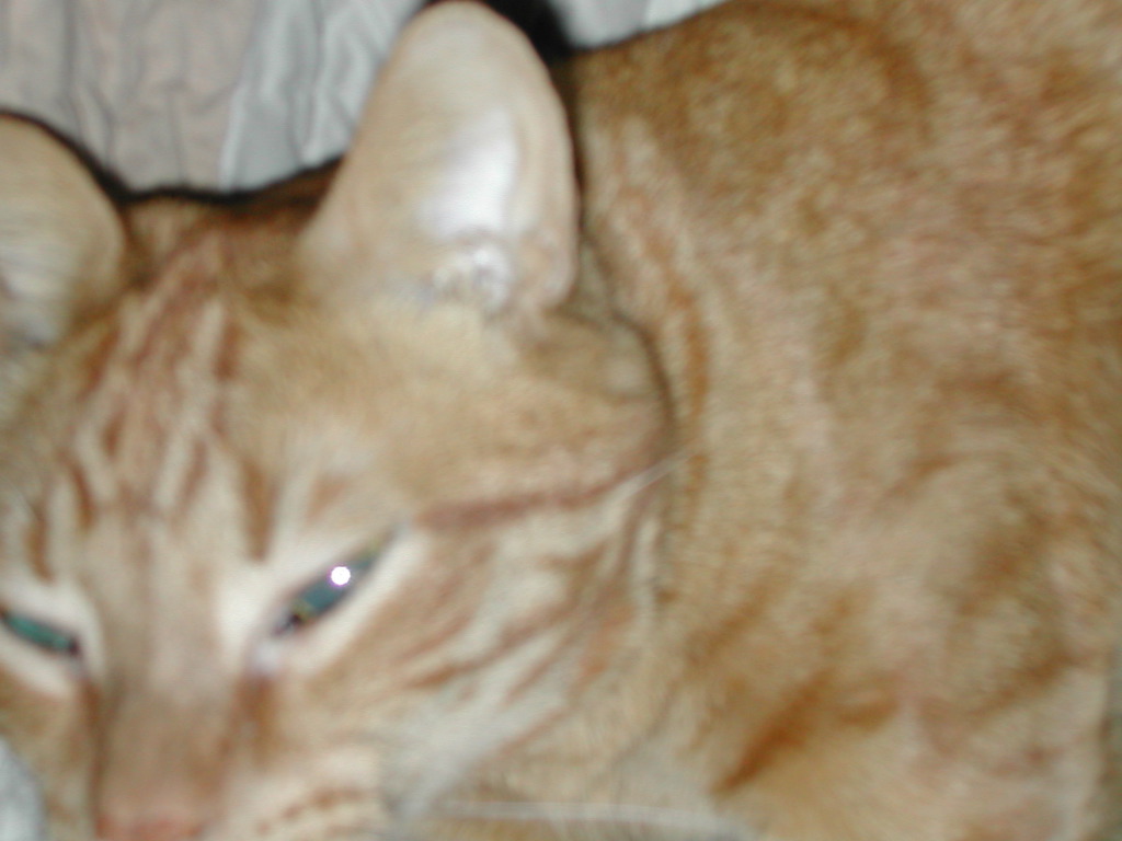 DSCN1006.JPG