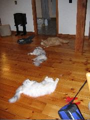 IMG_0784.JPG