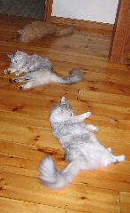 IMG_0785.JPG