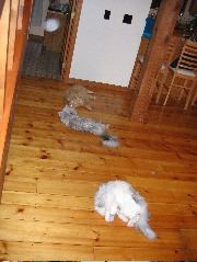 IMG_0787.JPG